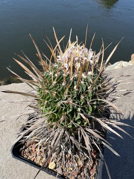 Stenocactus multicostatus